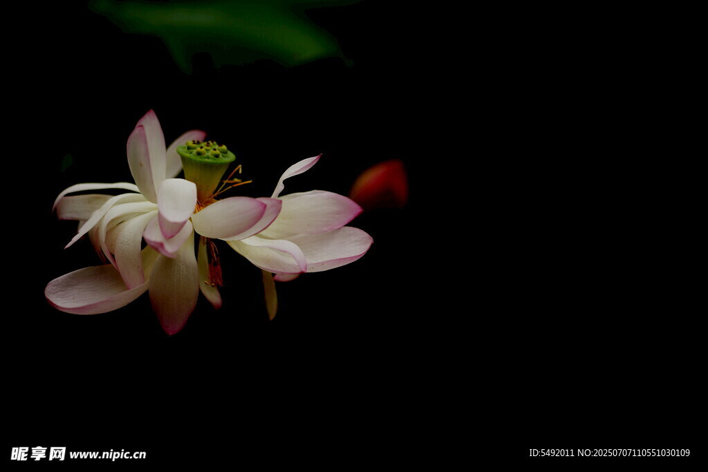 娇艳粉色花朵特写