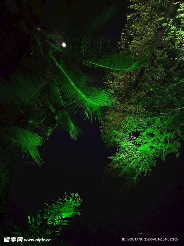 夜间森林中的翠绿植物
