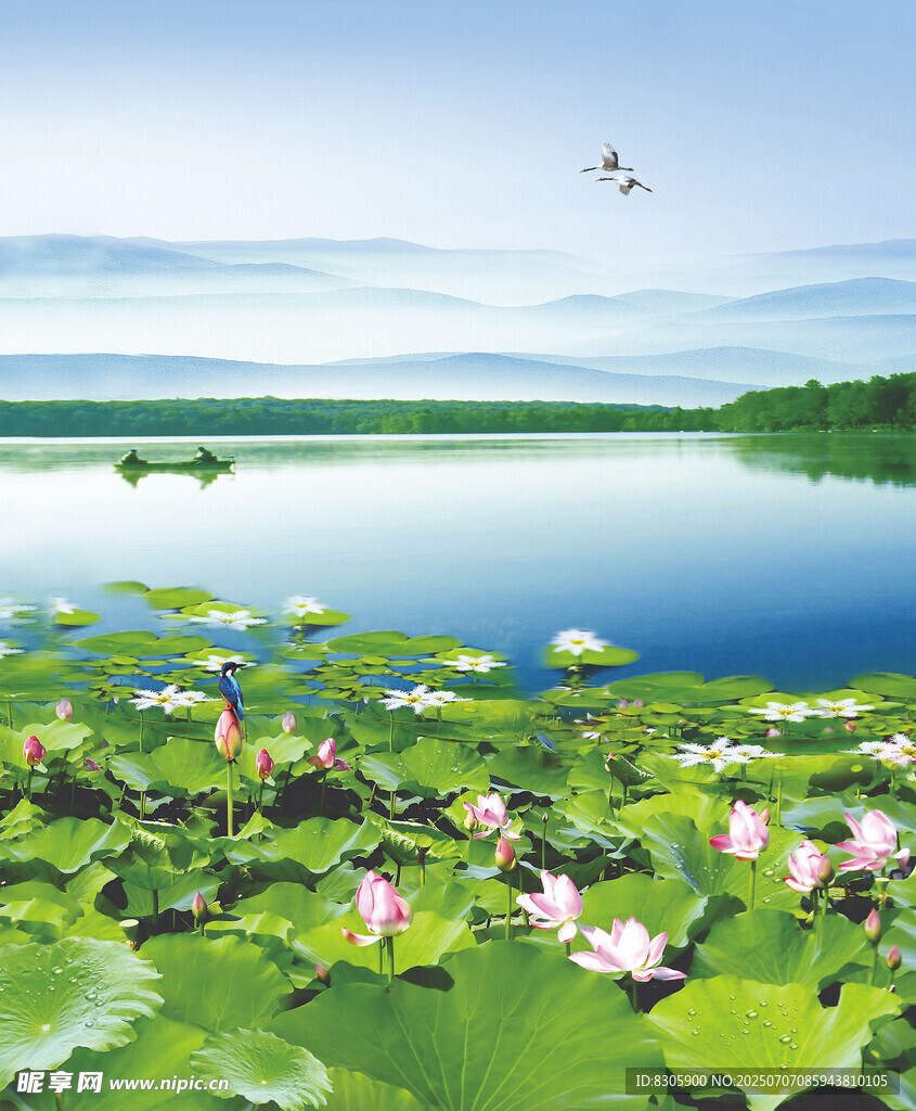 夏日荷塘美景