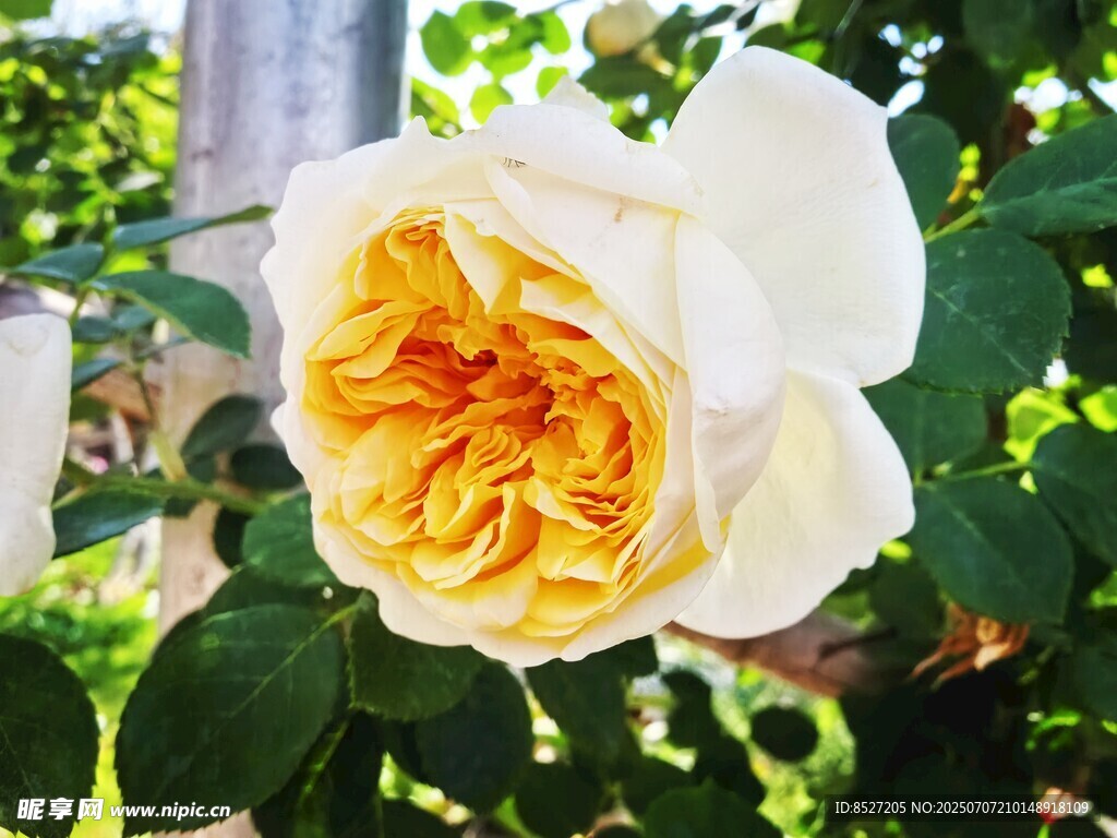 白色黄芯娇艳月季花