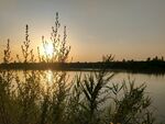 湖畔夕阳下的植物美景