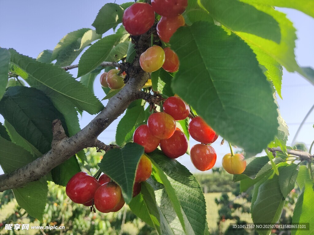 枝头饱满樱桃色泽诱人