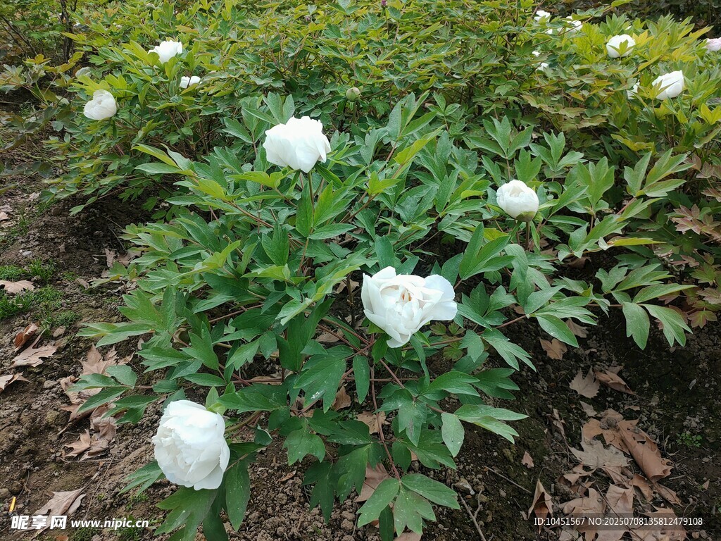 盛开的白色牡丹花