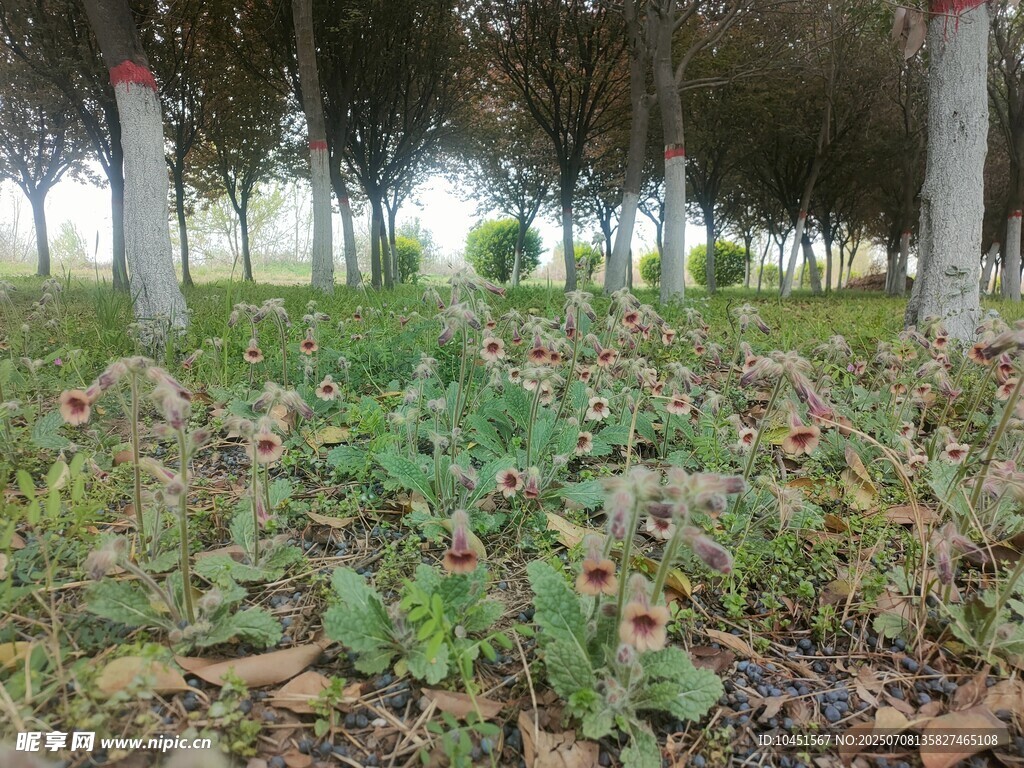 林间地黄花