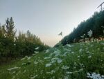 田野间的白花与葱郁树木