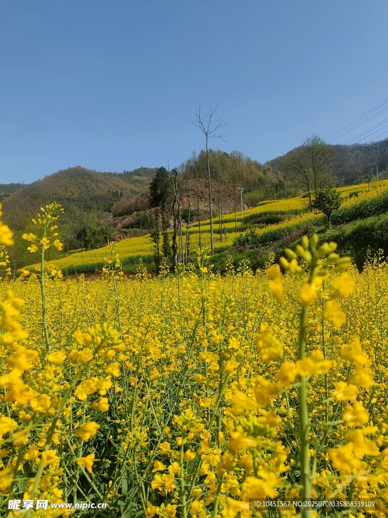 金黄油菜花海
