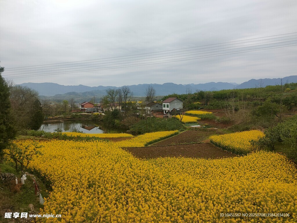 金黄花海田园风光美景