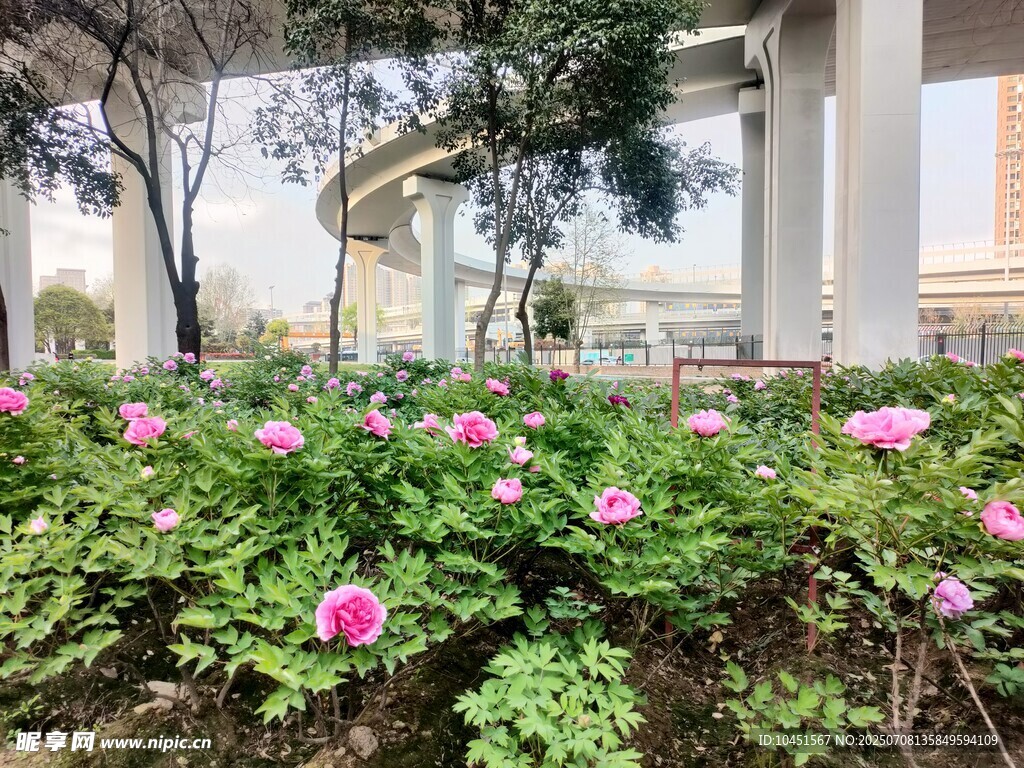 牡丹花丛中的美丽景致