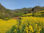 春日金黄油菜花田美景