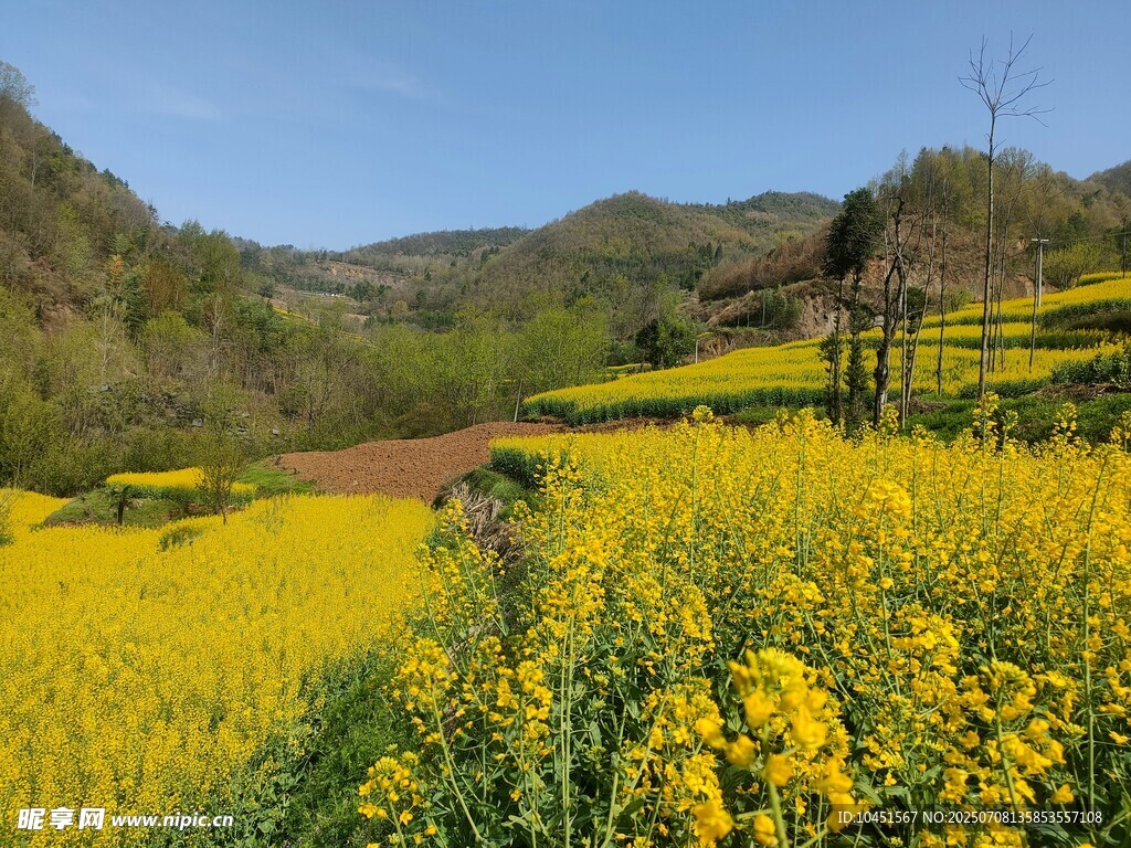 春日金黄油菜花田美景