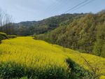 金黄油菜田