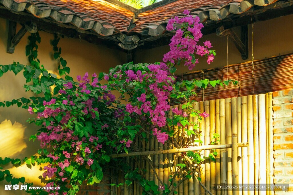 庭院繁花绽放