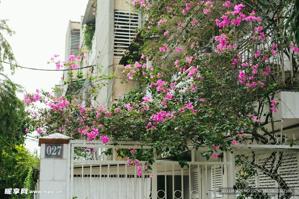 粉色繁花装点白色建筑
