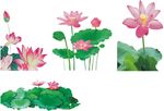 荷花   荷叶   插画素材