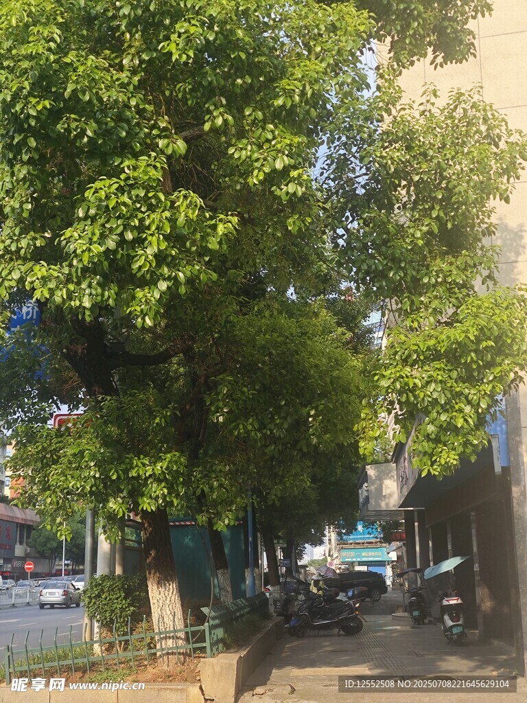 绿树成荫的宁静街道