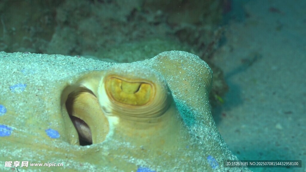 海底洞穴中的奇特鱼类