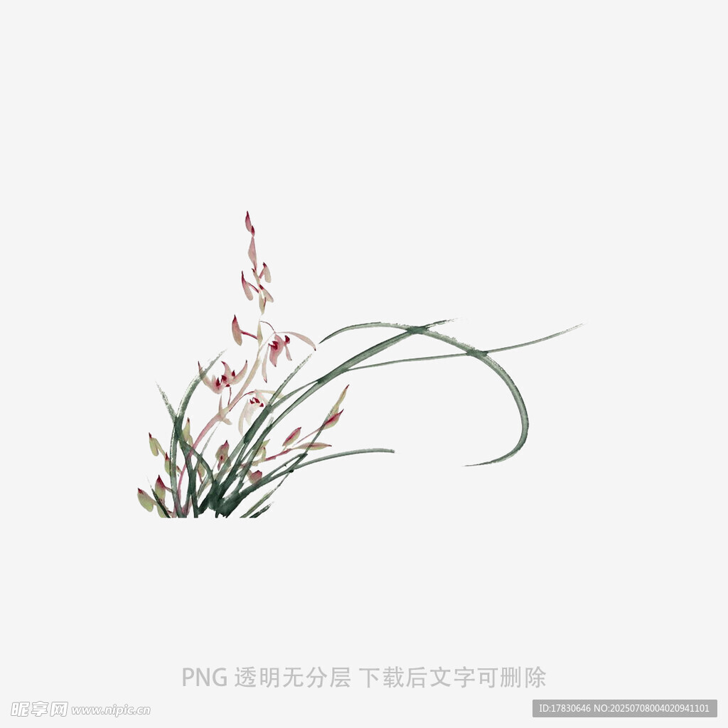 兰花