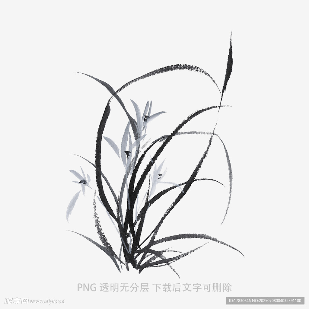 兰花