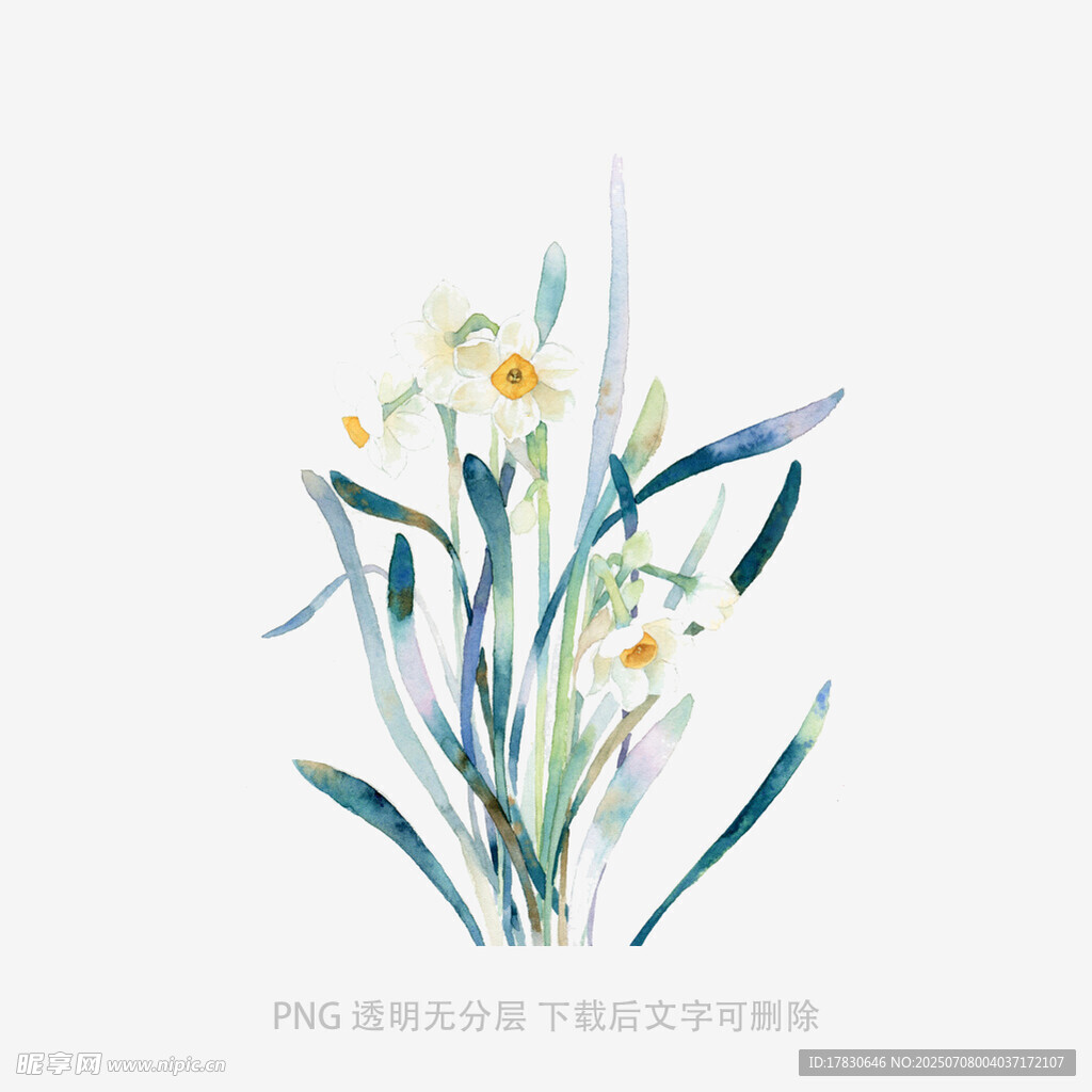 兰花