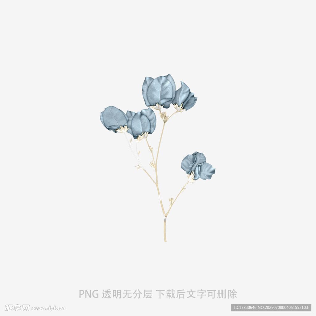 兰花