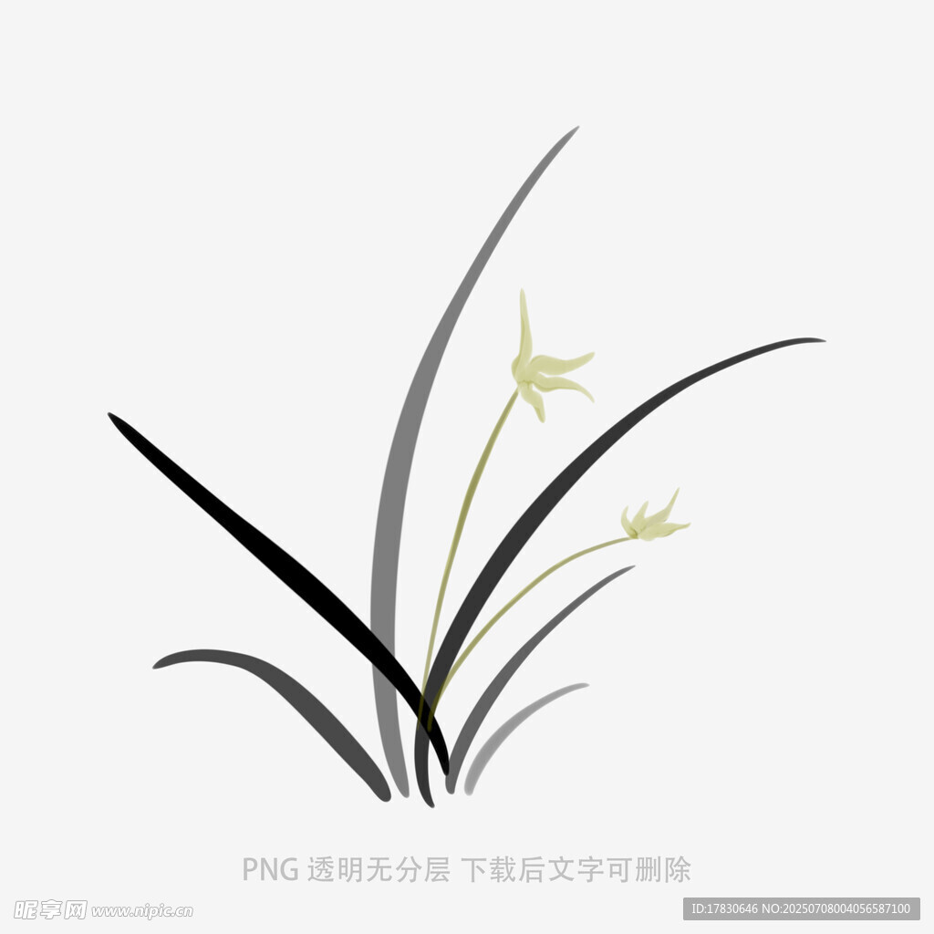 兰花