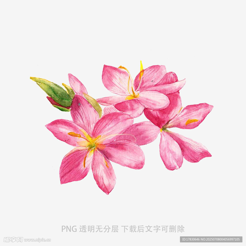 兰花