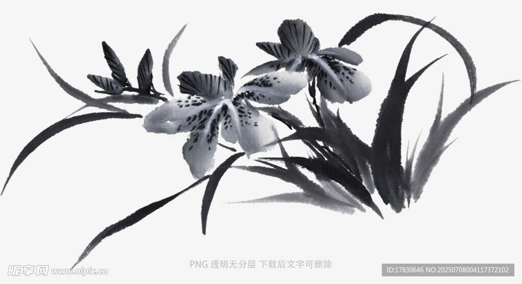 兰花