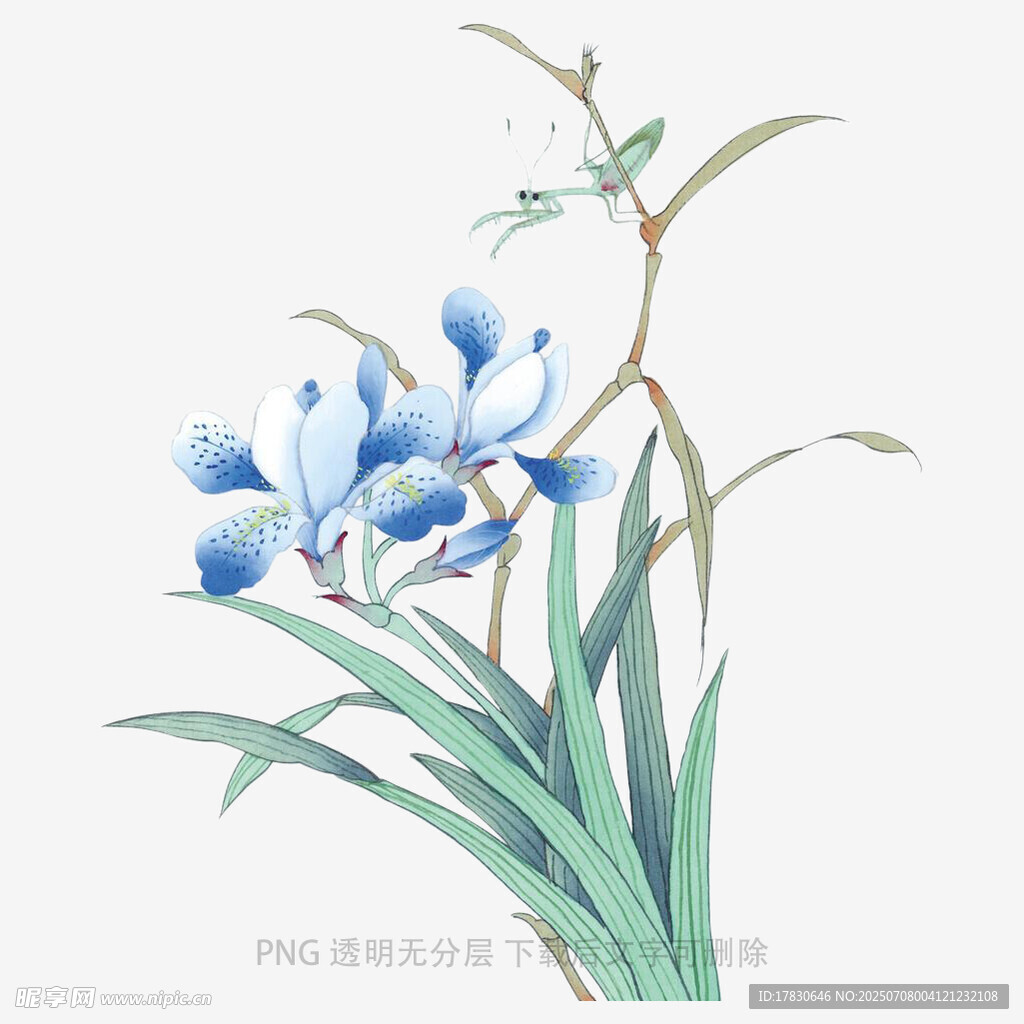兰花