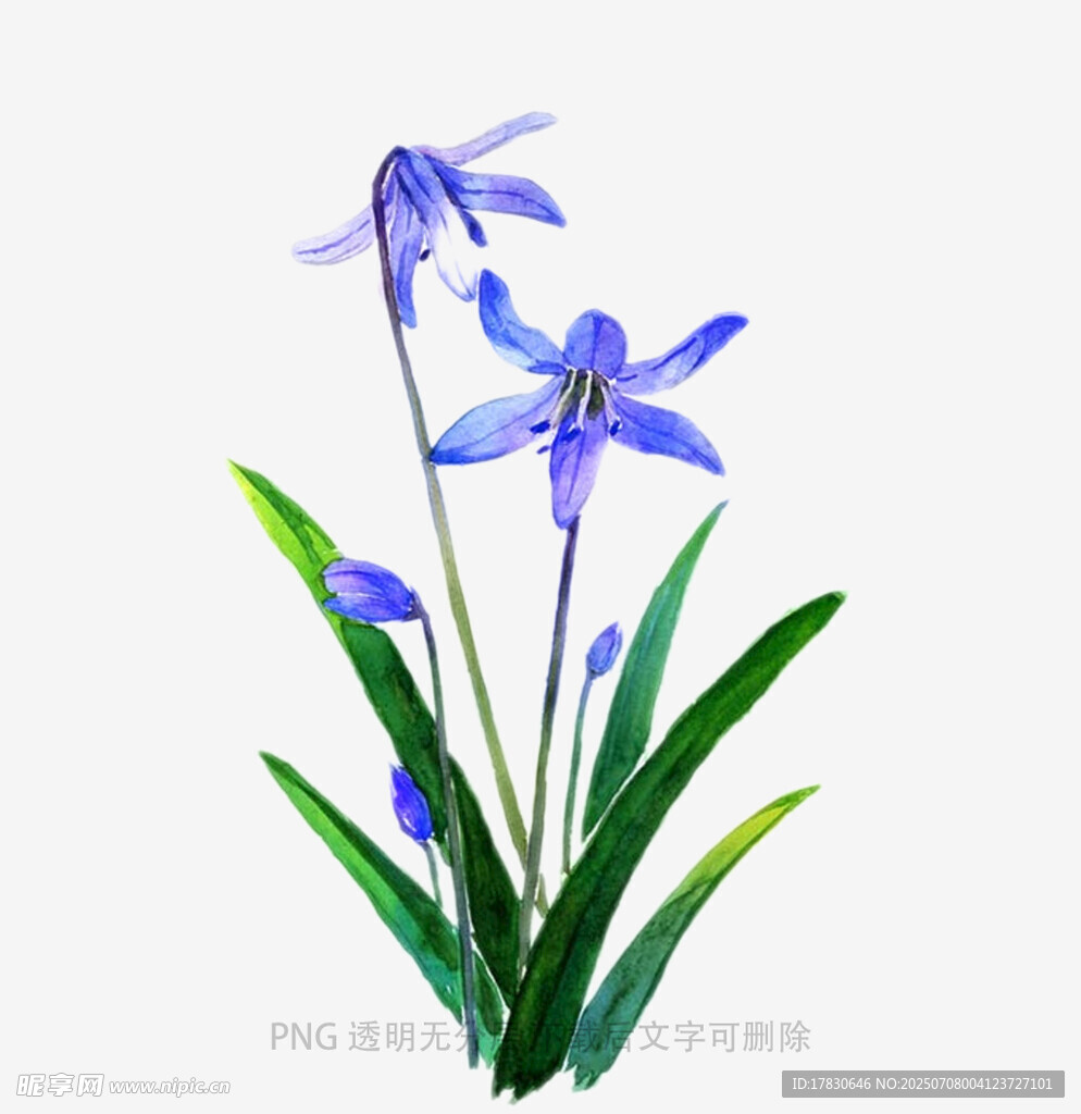 兰花