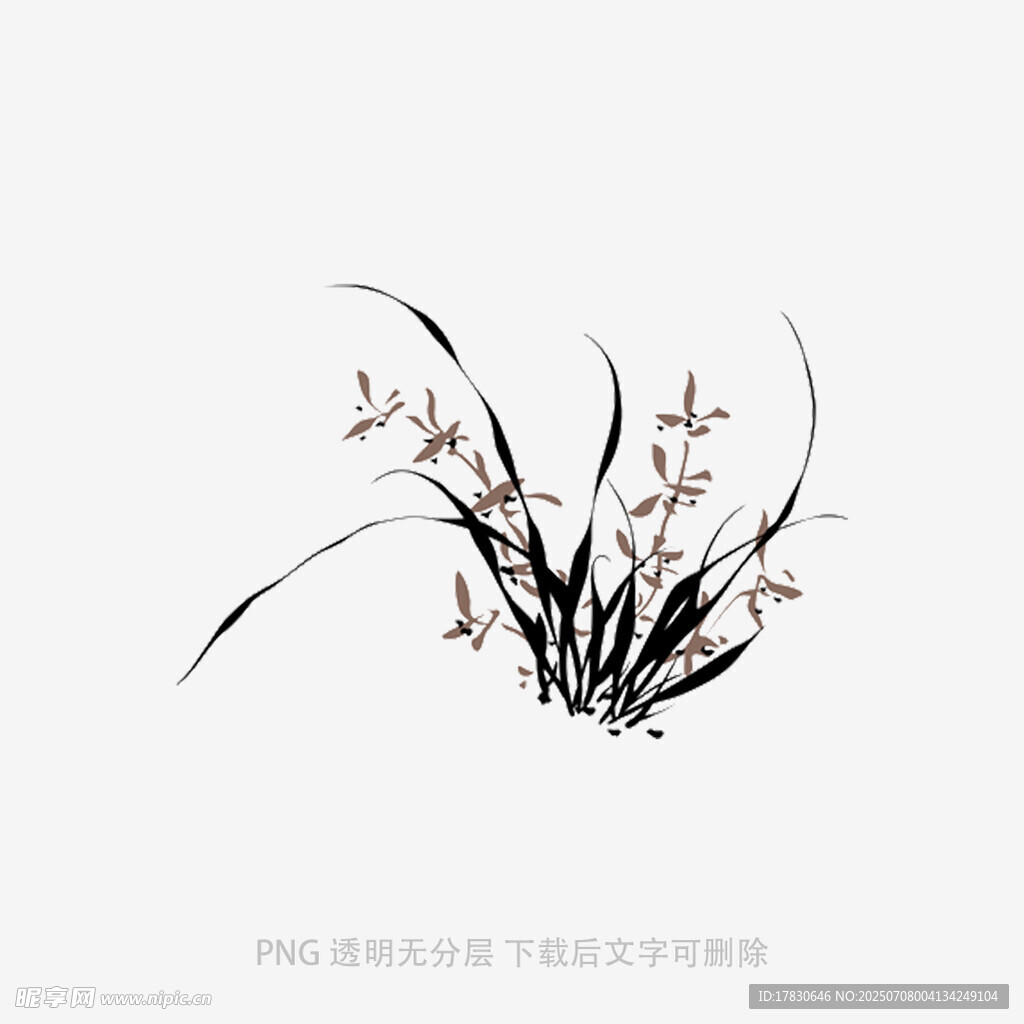 兰花