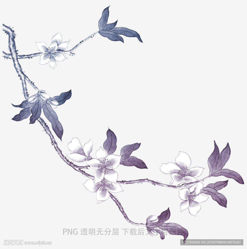 兰花