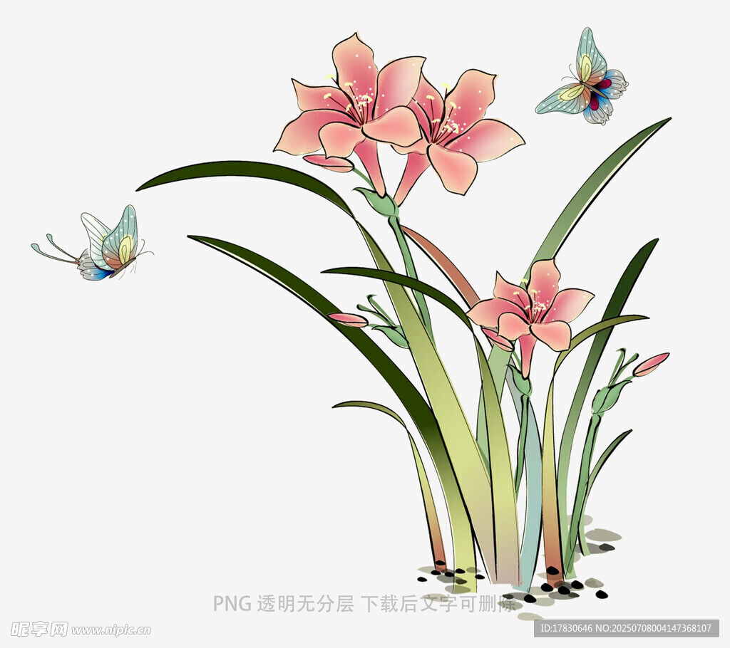 兰花