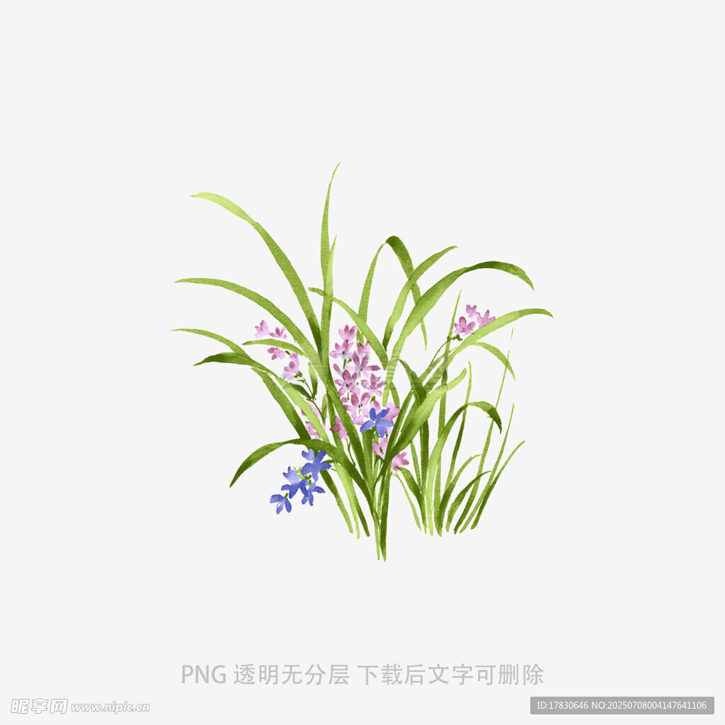 兰花