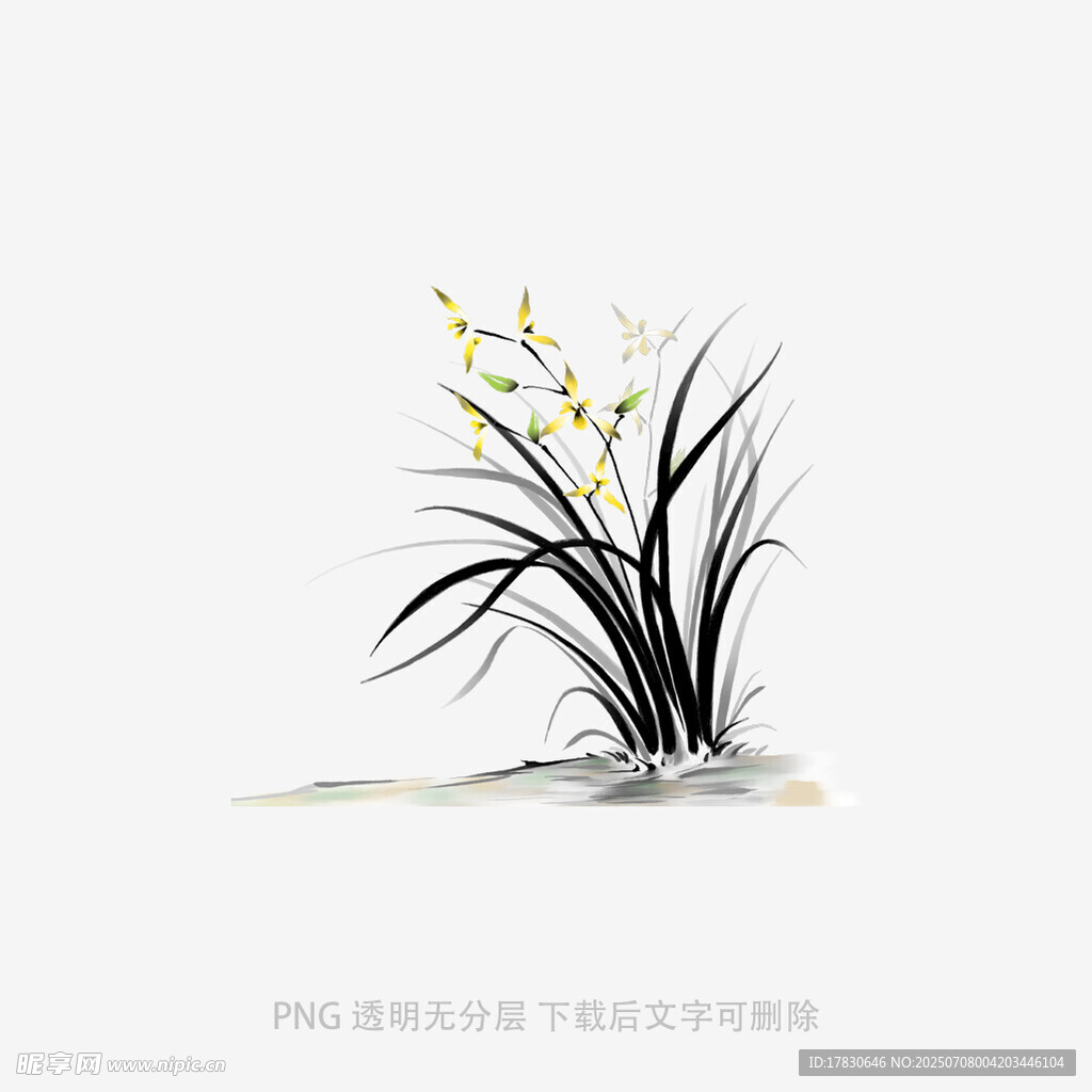 兰花