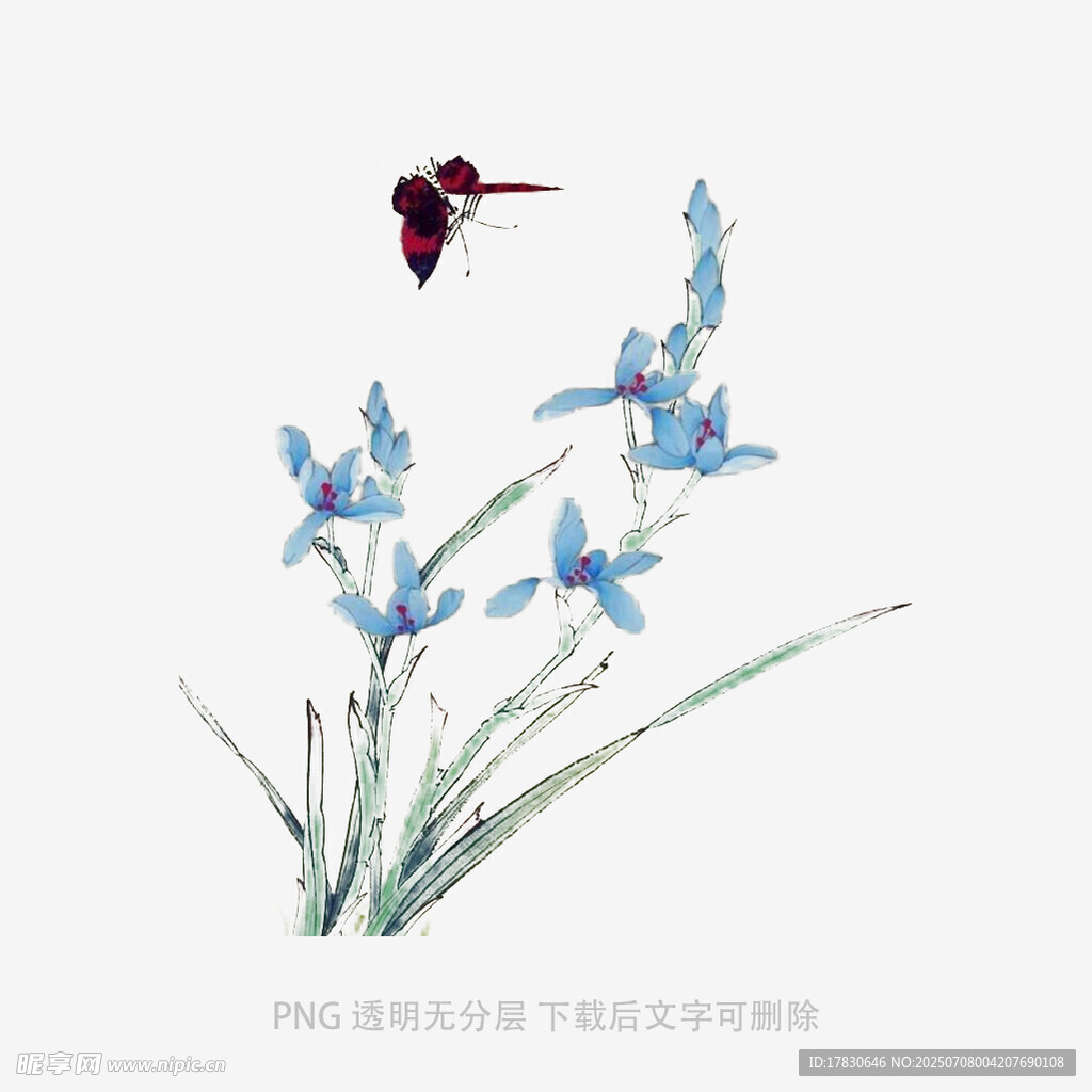 兰花