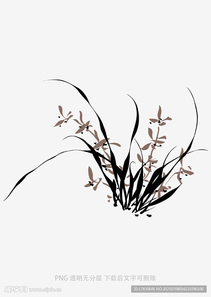兰花