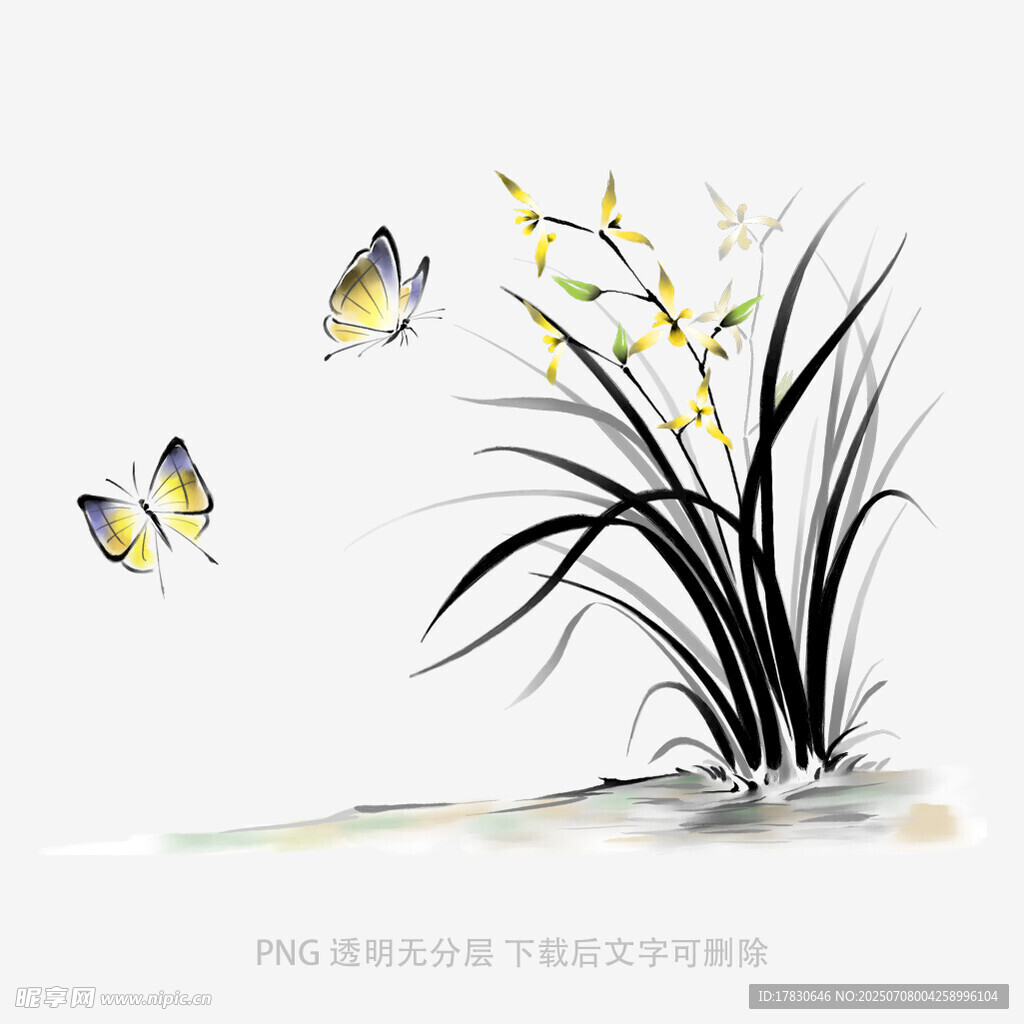 兰花