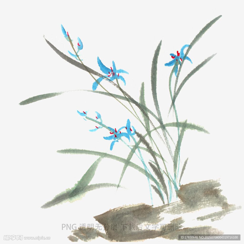 兰花