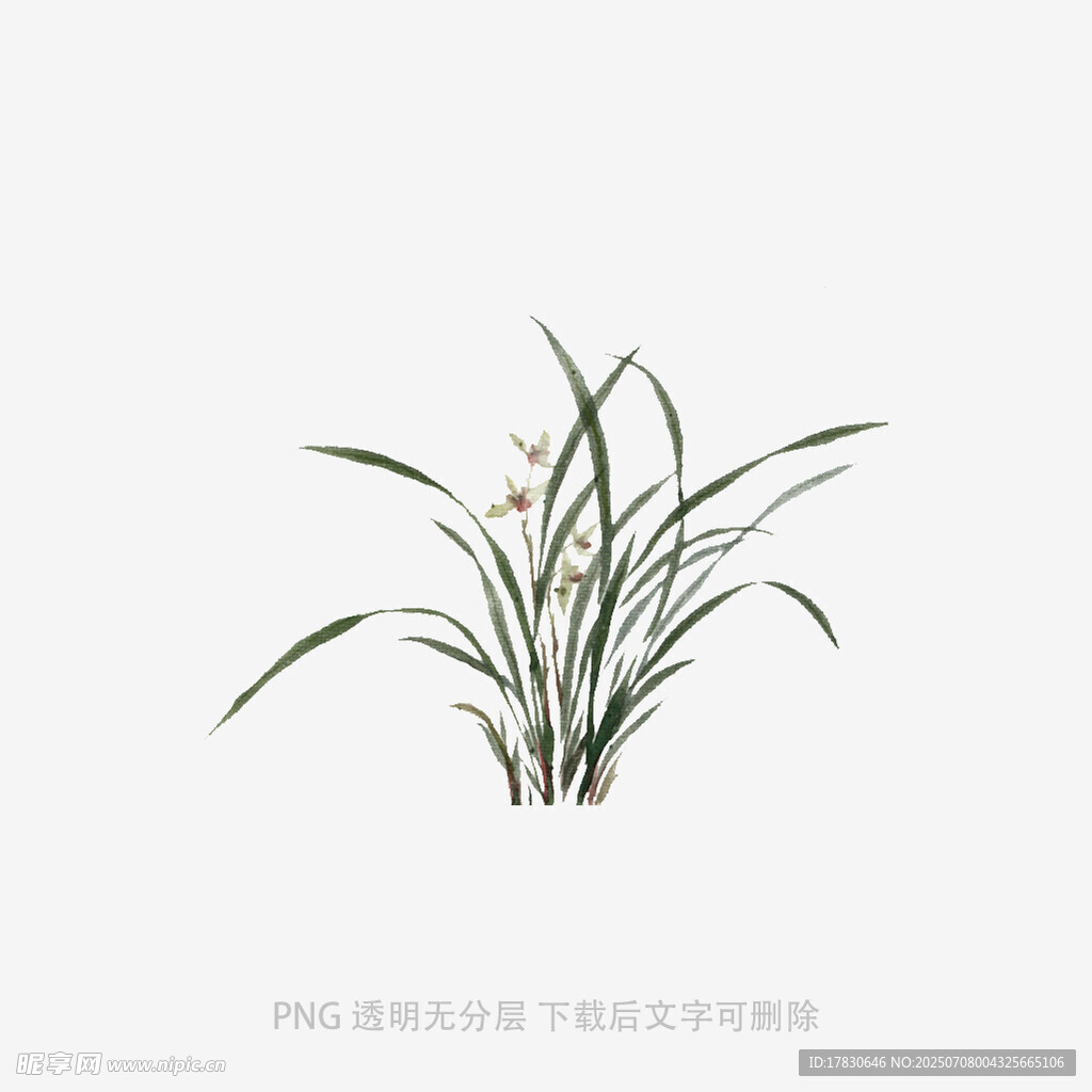 兰花