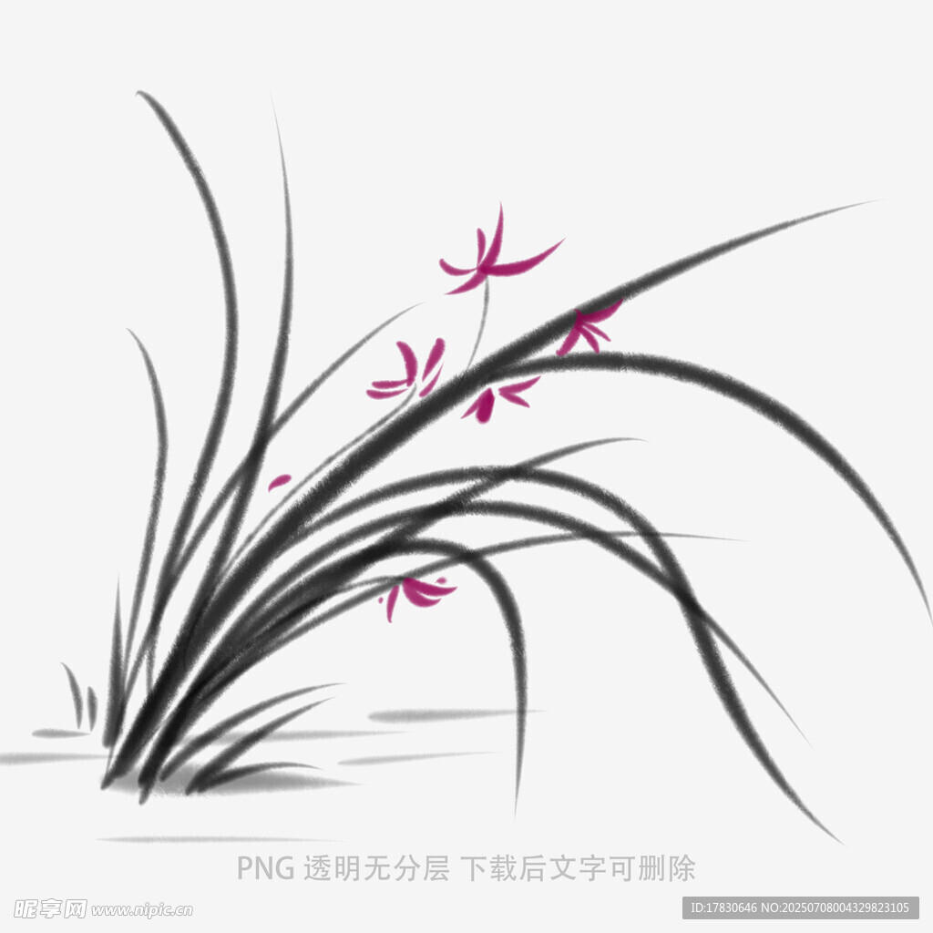 兰花