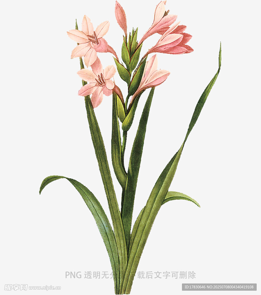 兰花
