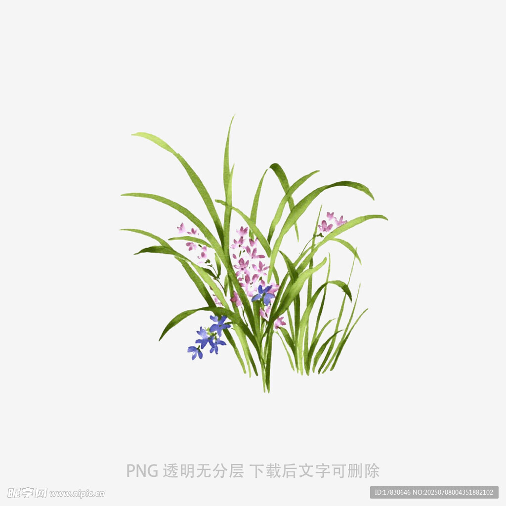 兰花