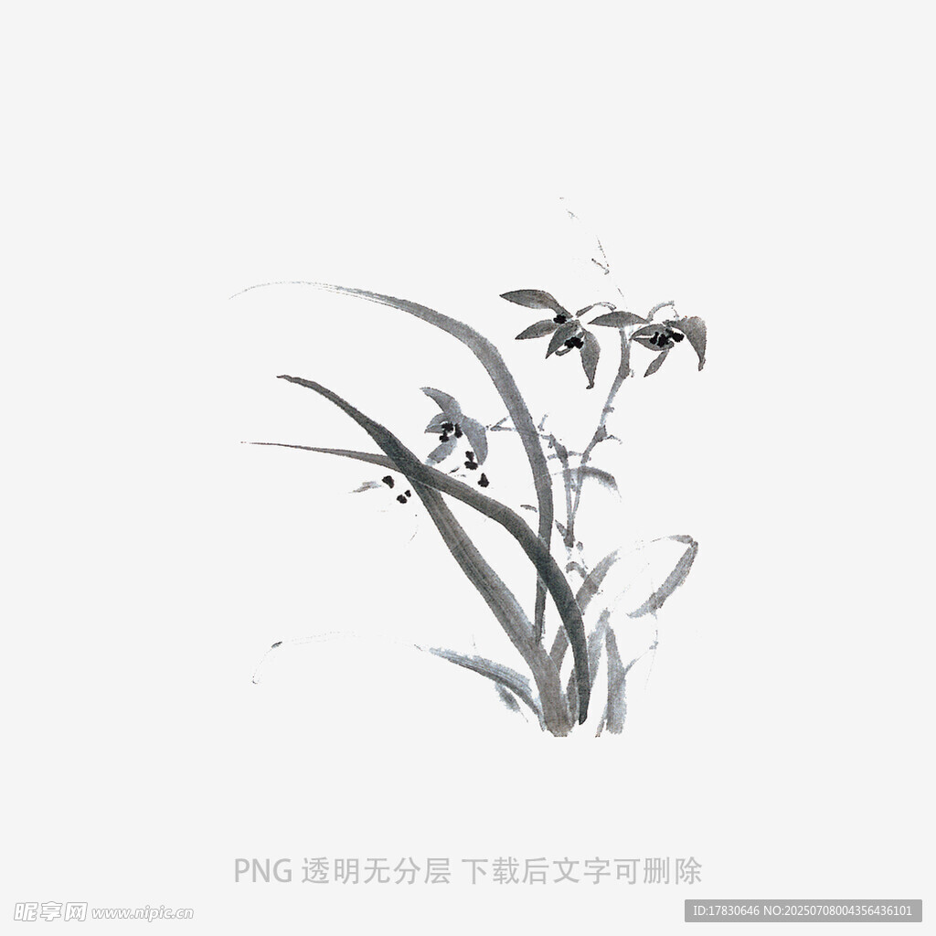 兰花