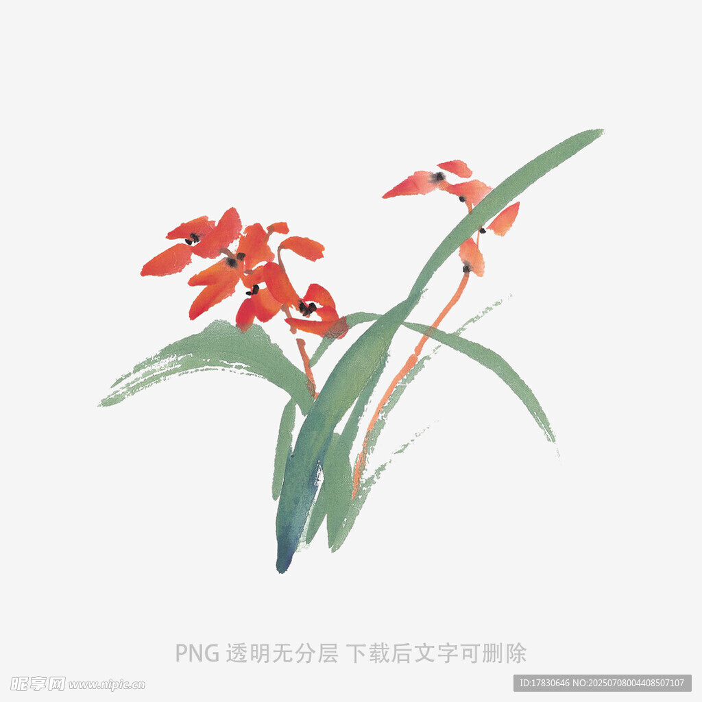 兰花