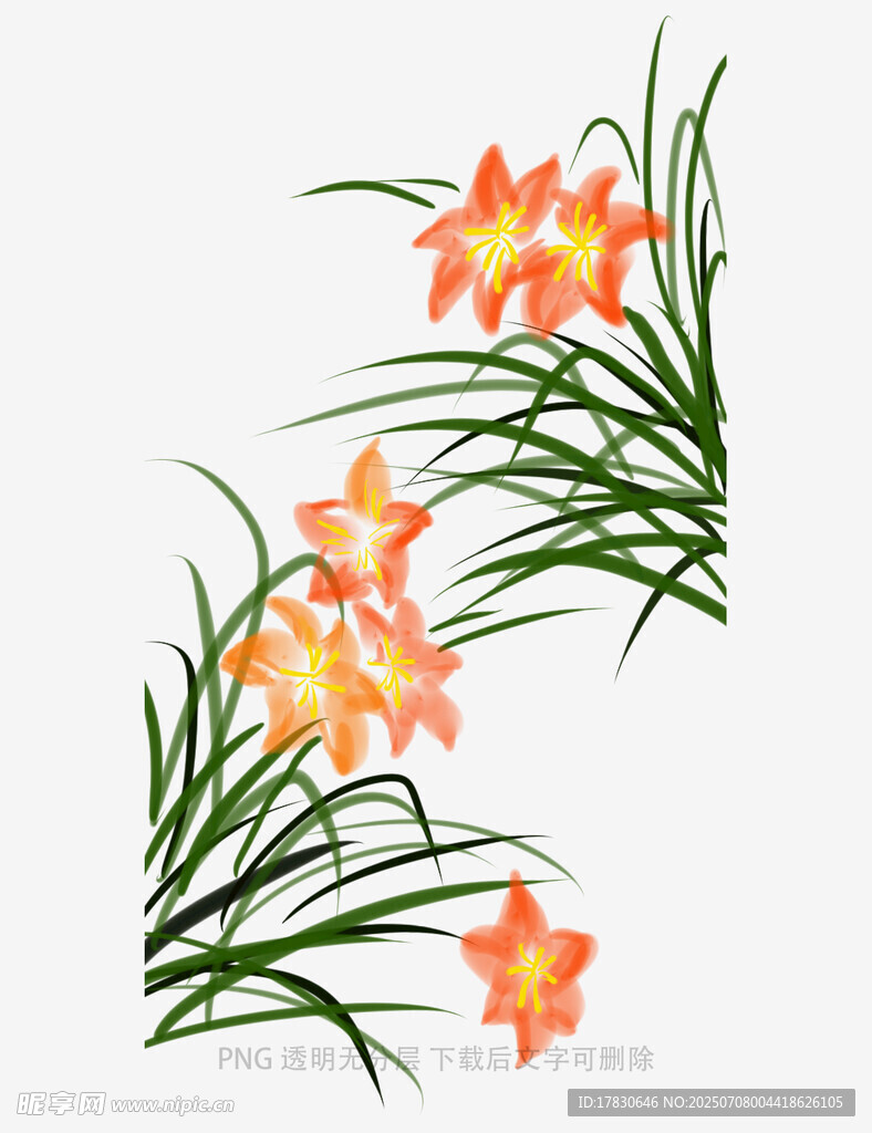 兰花