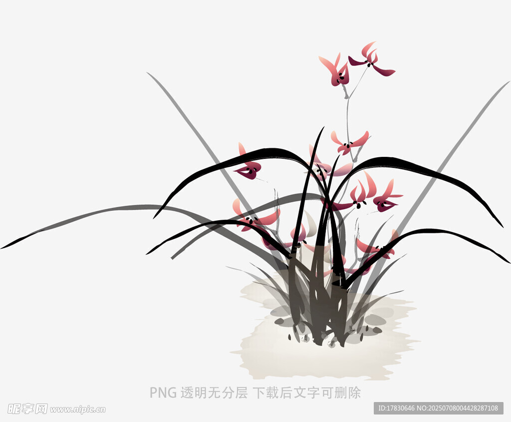兰花
