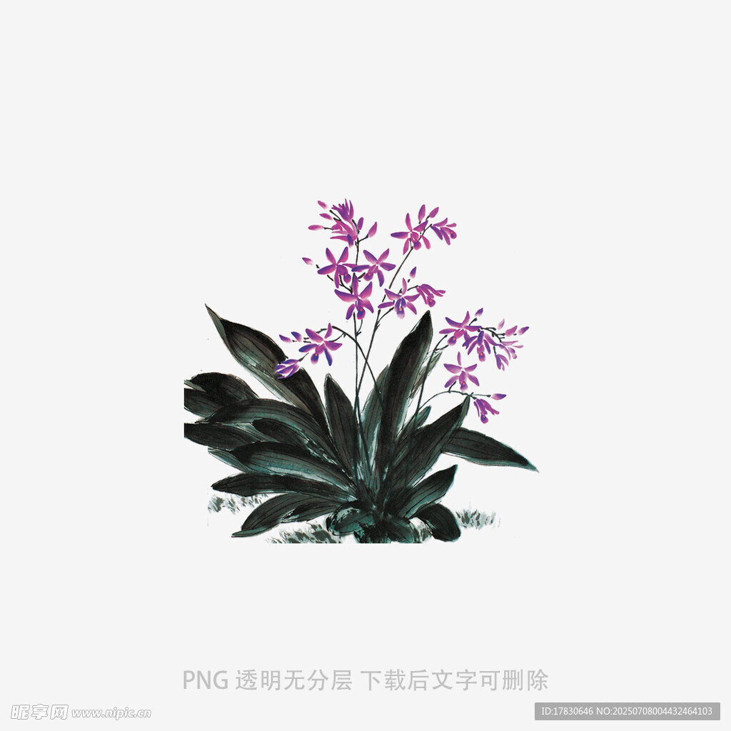 兰花