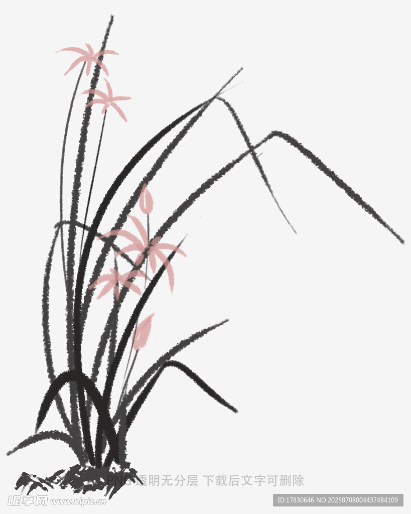 兰花