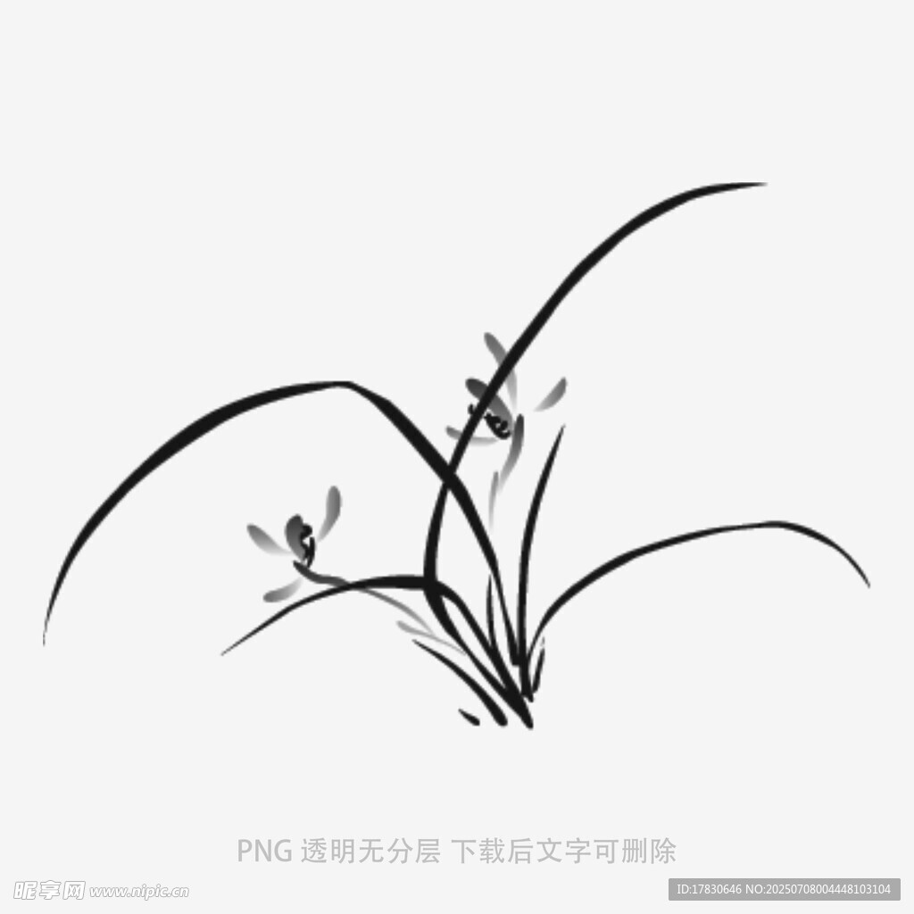 兰花