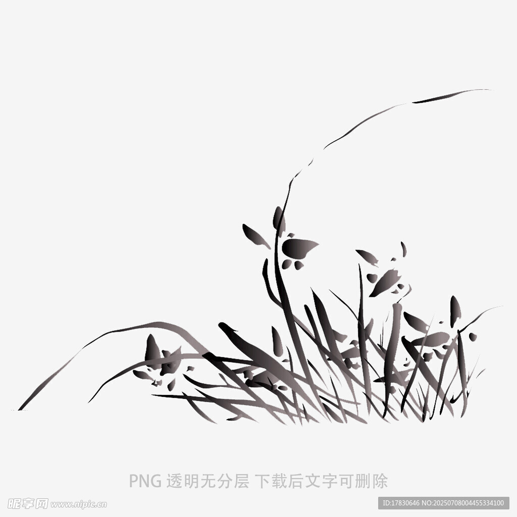 兰花